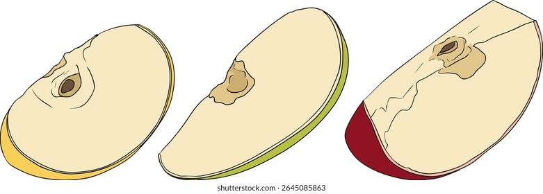 Colorful apples, perfect for educational or botanical designs. High quality illustration.
