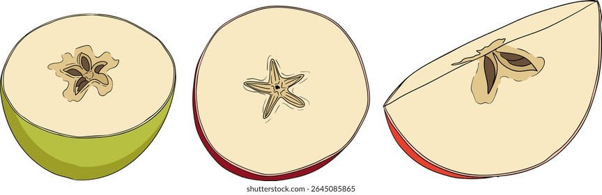 Colorful apples, perfect for educational or botanical designs. High quality illustration.
