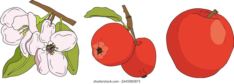 Colorful apples, perfect for educational or botanical designs. High quality illustration.