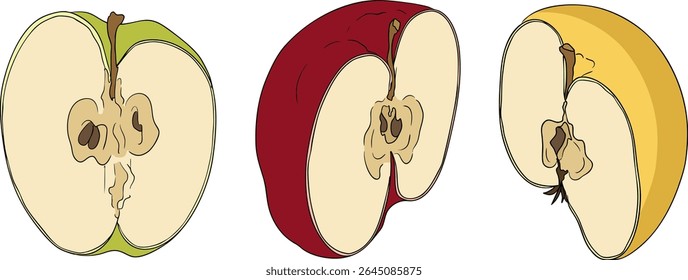 Colorful apples, perfect for educational or botanical designs. High quality illustration.