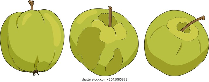 Colorful apples, perfect for educational or botanical designs. High quality illustration.