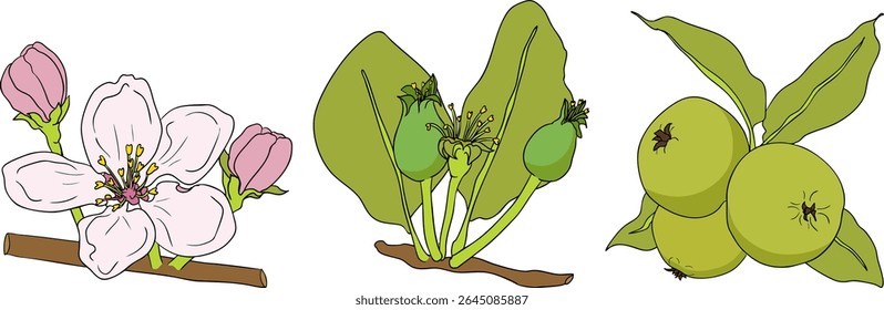 Colorful apples, perfect for educational or botanical designs. High quality illustration.