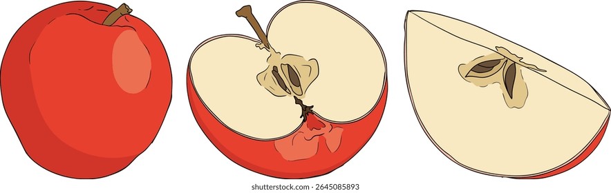 Colorful apples, perfect for educational or botanical designs. High quality illustration.