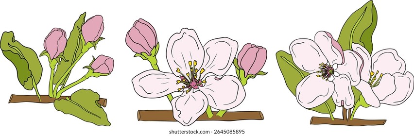 Colorful apples, perfect for educational or botanical designs. High quality illustration.
