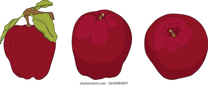 Colorful apples, perfect for educational or botanical designs. High quality illustration.