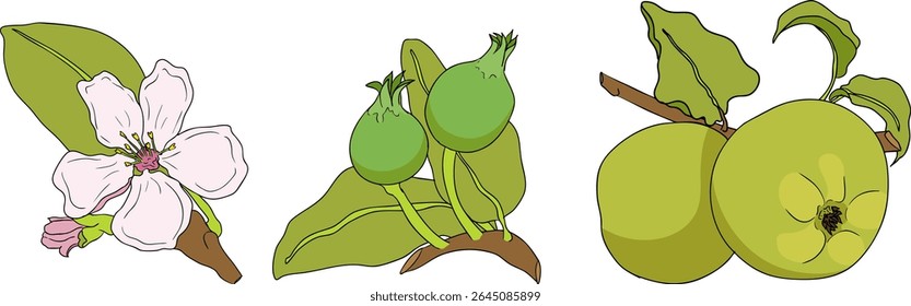 Colorful apples, perfect for educational or botanical designs. High quality illustration.