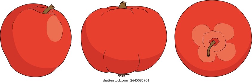 Colorful apples, perfect for educational or botanical designs. High quality illustration.