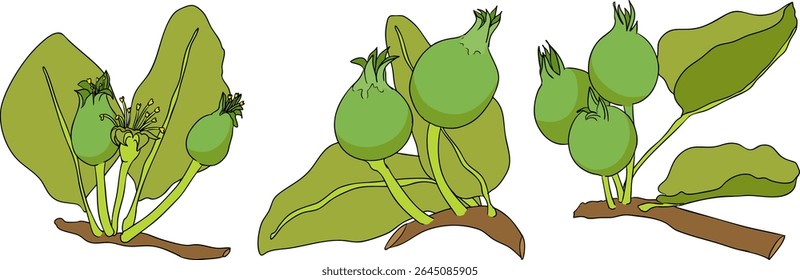 Colorful apples, perfect for educational or botanical designs. High quality illustration.