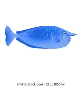 Colorful   aquarium fish. Beautiful aquatic animals. Vector illustration. Design elements