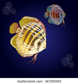 Colorful aquarium fish - discus. Vector drawing.