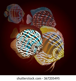Colorful aquarium fish - discus. Vector drawing.
