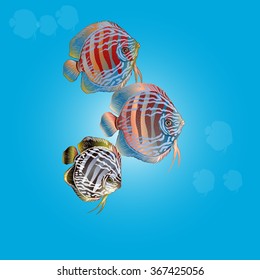 Colorful aquarium fish - discus. Vector background.