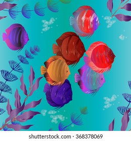 Colorful aquarium fish - discus. Vector drawing.