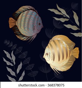 Colorful aquarium fish - discus. Vector drawing.