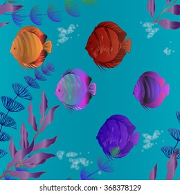 Colorful aquarium fish - discus. Vector drawing.