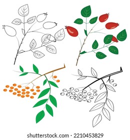 Colorful autumn branches of mountain ash and rosehip. Linear drawing of rosehip and rowan branches. Vector on a white background, eps10