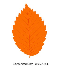 Colorful autumn leaf. Colorful autumn leaf isolated on white background. Orange, dry,  leaf symbol. Autumn leaf icon