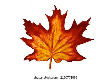 Colorful autumn leaf, isolated white background, yellow, red, painted with watercolor․

