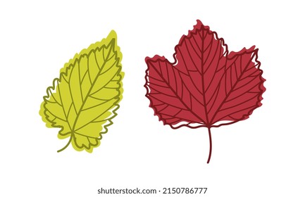 Colorful Autumn Leaf with Veins as Seasonal Foliage on Stem Vector Set