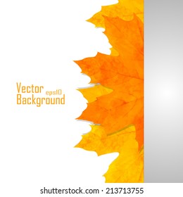 Colorful autumn leaves background Vector