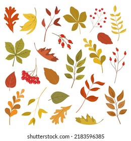 Colorful autumn leaves and berries collection. Isolated on white background. Cartoon flat style vector illustration.
