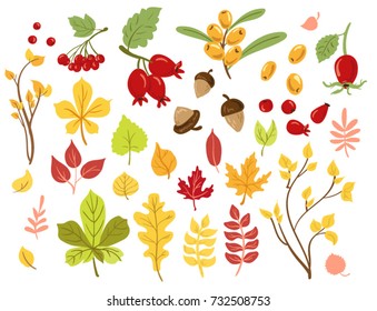 Colorful autumn leaves and berries set. Cartoon vector illustration isolated on white.