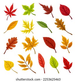 Colorful Autumn Leaves and Bright Foliage Big Vector Set