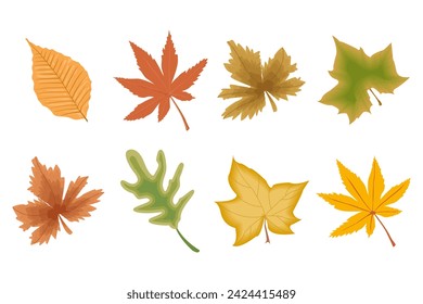 Hojas de otoño coloridas de diferentes árboles, conjunto, herbario. Iconos, elementos de decoración, vector