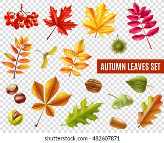 Colorful autumn leaves from different trees chestnuts rowan and acorns isolated on transparent background flat vector illustration