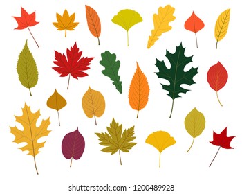 Colorful Autumn leaves illustration set