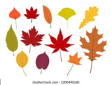 Colorful Autumn Leaves Illustration Set