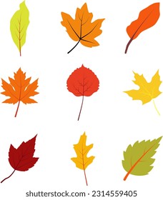 Colorful autumn leaves isolated on white background. Flat and isometric illustration. Autumn leaves set simple cartoon flat style.