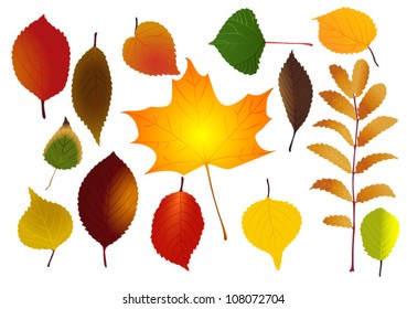 Colorful autumn leaves on white background