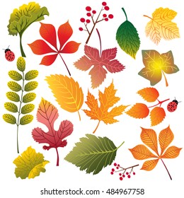colorful autumn leaves on white background, set of leaves: maple, birch, mountain ash
