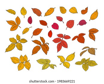 Colorful autumn leaves set, isolated on white background. Hand drawn vector illustration,