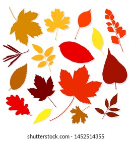 Colorful autumn leaves set on white background. Vector illustration