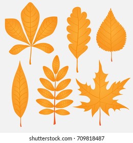 Colorful autumn leaves set on white background vector illustration
