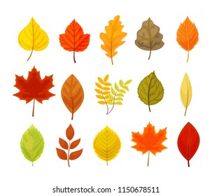 Colorful autumn leaves set vector illustration isolated on white background.