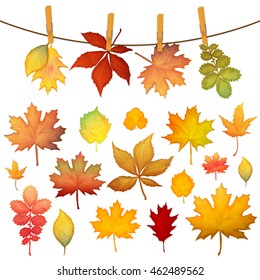 Colorful autumn leaves set vector