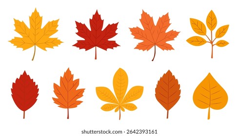 Colorful autumn leaves in various shapes and hues displayed against a clean background, capturing the essence of fall in nature.