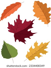 Colorful autumn leaves in vector for design patterns, cards, invitations, web design. autumn vector. Leaf icons in color yellow, red, brown, green.Set of autumn leaves, white background. 