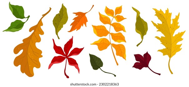 Colorful autumn leaves. Vector graphics.