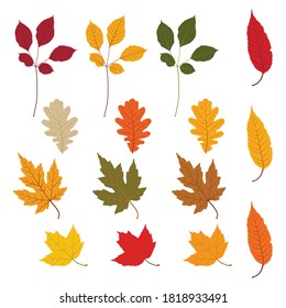 Colorful autumn leaves vector set