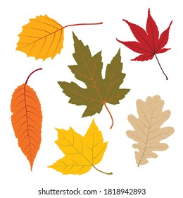 Colorful autumn leaves vector set
