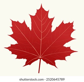 Colorful autumn maple leaf isolated on transparent Vector background.	
