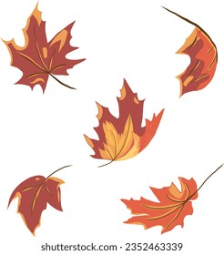 Colorful autumn maple leaves isolated on a white background. Collection of autumn leaves