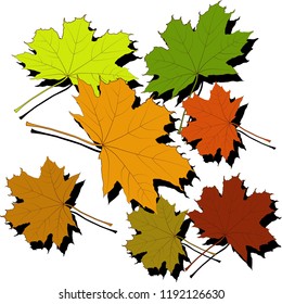 Colorful autumn maple leaves on white background with shadows. Vector drawing.