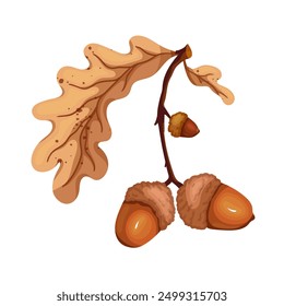 Colorful autumn oak branches with acorns. Vector graphics.