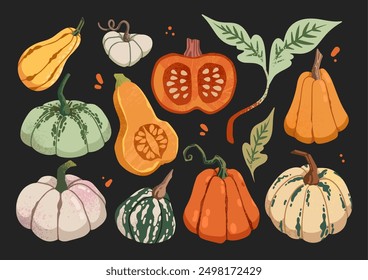 Colorful autumn pumpkins clipart. Vector illustration Isolated on black background. Seasonal harvest design for greeting or poster.