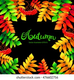 Colorful autumn rowan leaves and berries with calligraphy Autumn. Concept leaflet, flyer, poster advertising or any design. Vector illustration.